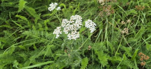 common yarrow