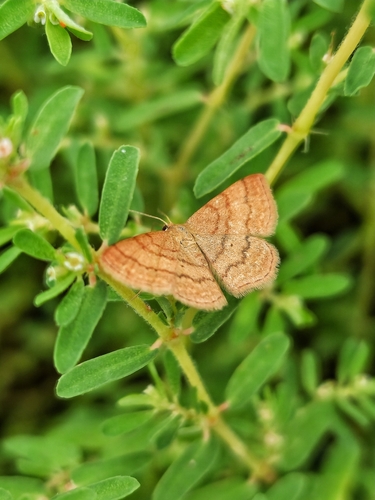 Tawny Wave