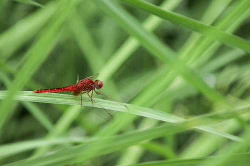 Scarlet Skimmer