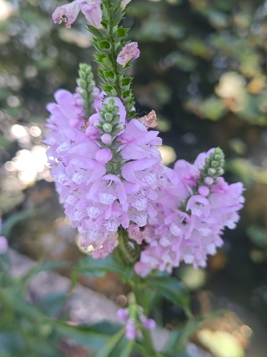 common heather
