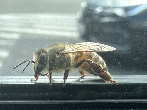 Western Honey Bee