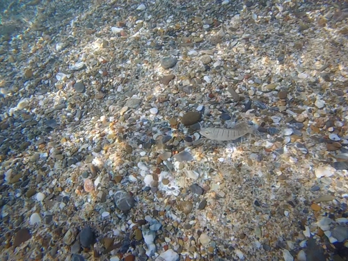 Striped Seabream