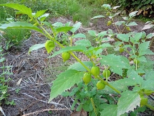 cutleaf groundcherry