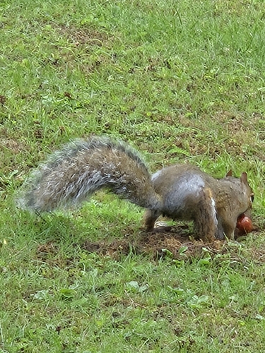 Eastern Gray Squirrel