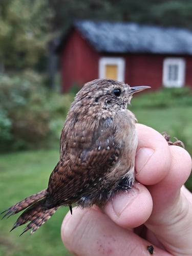 Eurasian Wren