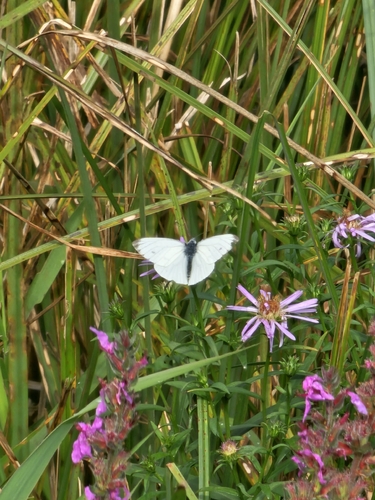 Green-veined White