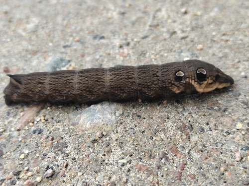 Elephant Hawkmoth