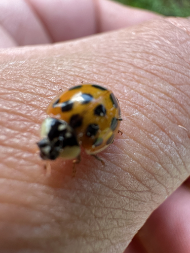 Asian Lady Beetle