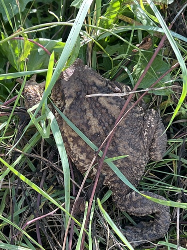 European Toad