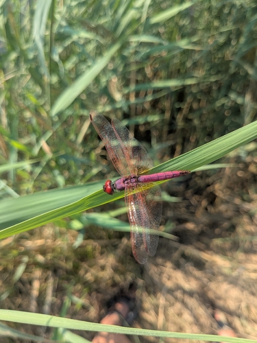Violet Dropwing