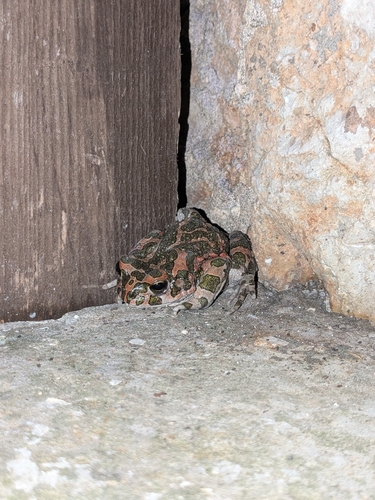 Green Toad