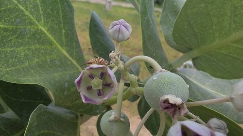 giant milkweed