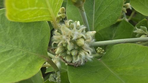 Leptadenia lanceolata