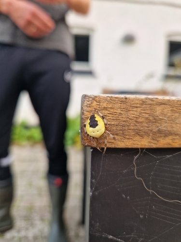 Marbled Orbweaver