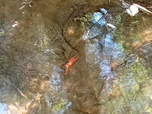 Red Swamp Crayfish