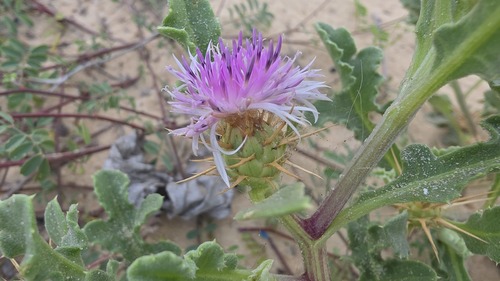 Centaurea perrottetii