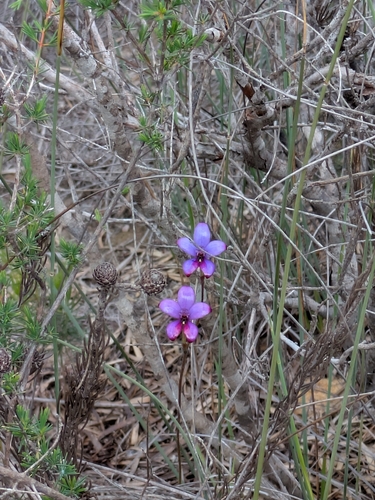 purple enamel orchid
