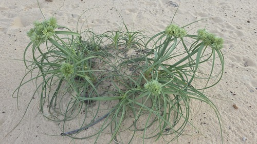 Cyperus crassipes
