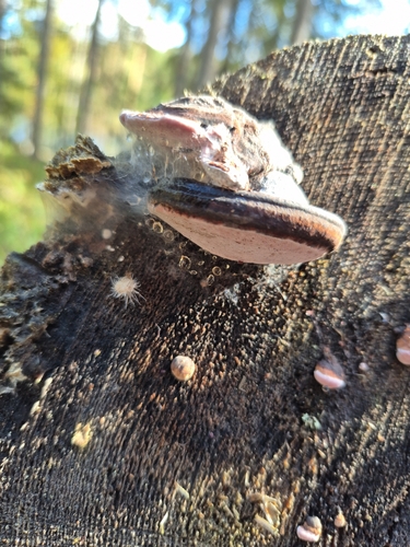 Fomitopsis rosea
