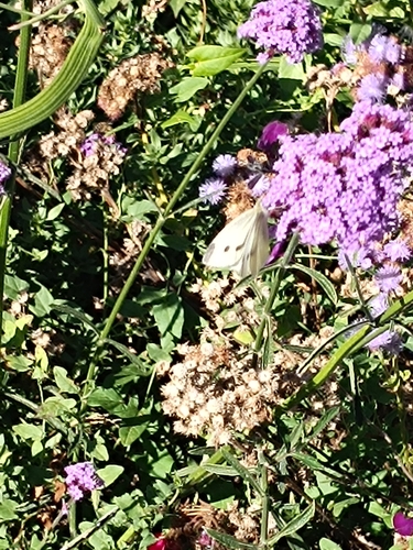 Small White