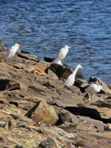 Western Cattle-Egret