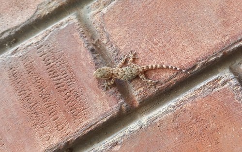Moorish Gecko