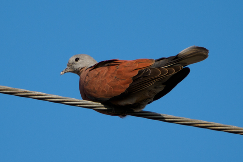Red Collared-Dove