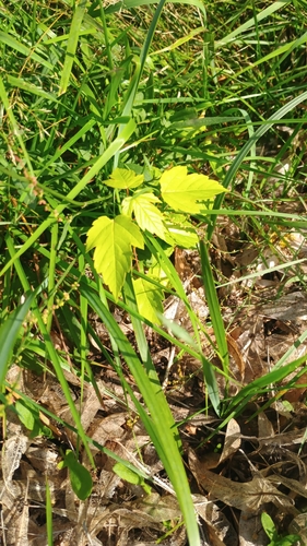 box elder