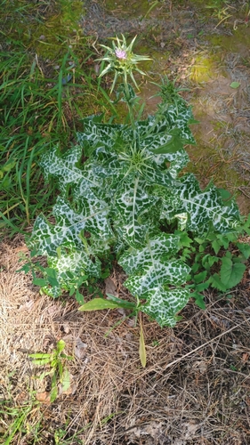 milk thistle
