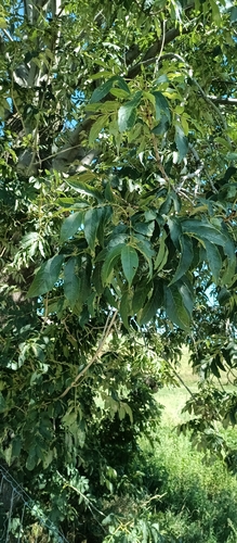 European ash