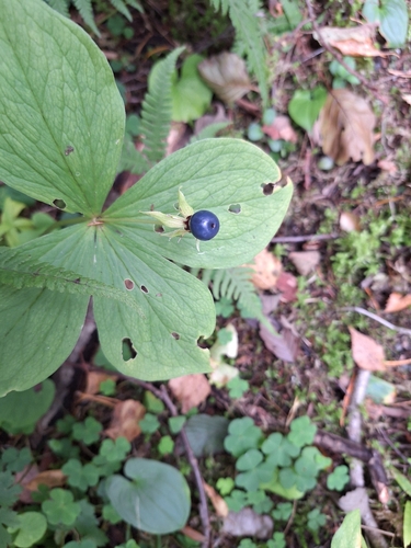 Herb Paris