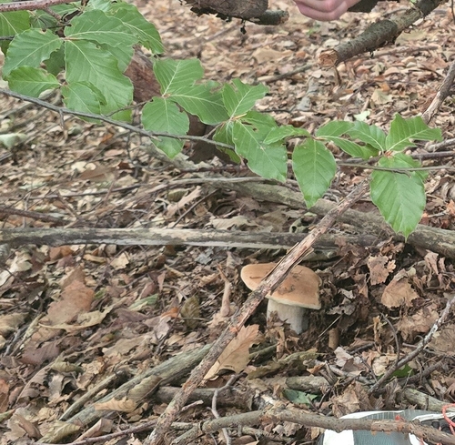 King Bolete
