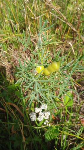 Narrow-leaved Lupine