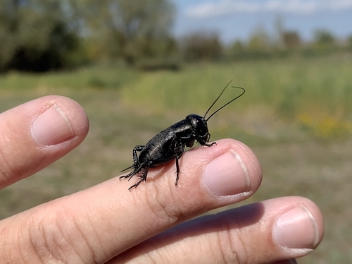 European Field Cricket