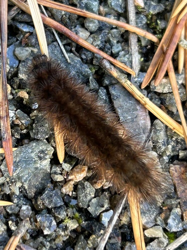 Ruby Tiger Moth