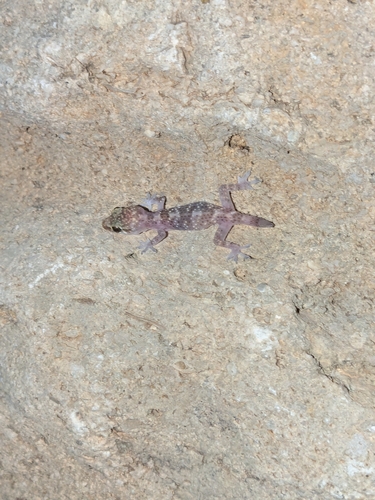 Mediterranean House Gecko