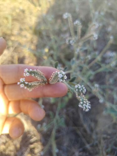 European heliotrope