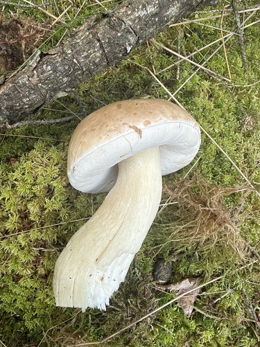 King Bolete