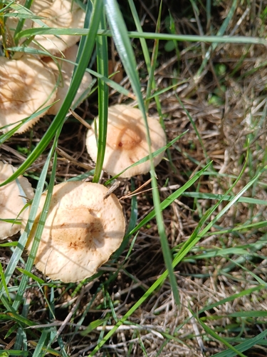 fairy ring marasmius