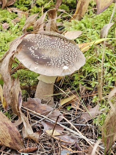 Royal fly agaric