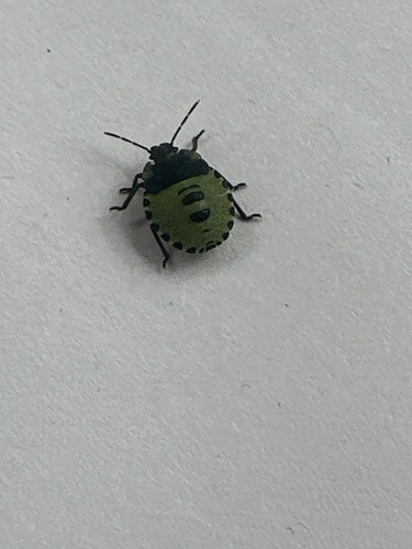 Green Shield Bug