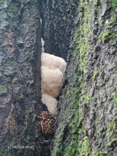 lion's-mane mushroom
