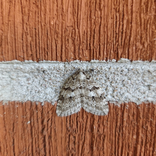 Autumnal Moth