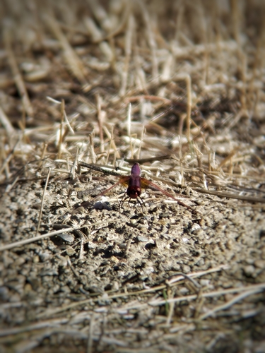 Violet Dropwing