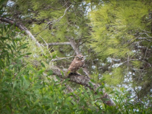 Little Owl