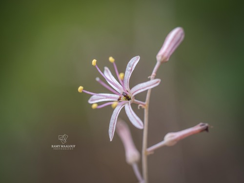 Drimia purpurascens