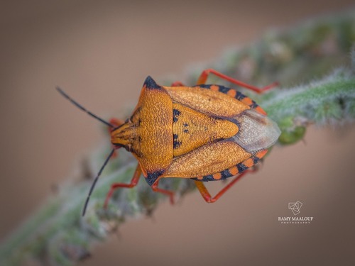 Red Shield Bug