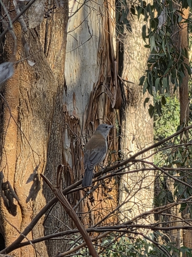 Gray Shrikethrush