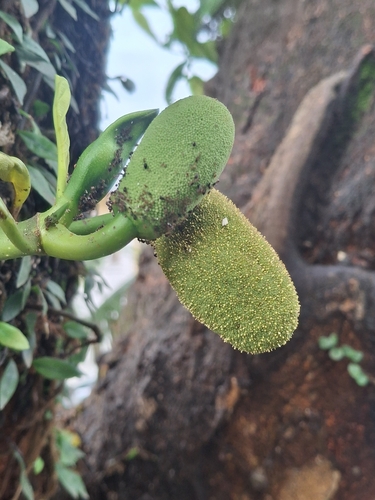 Jackfruit
