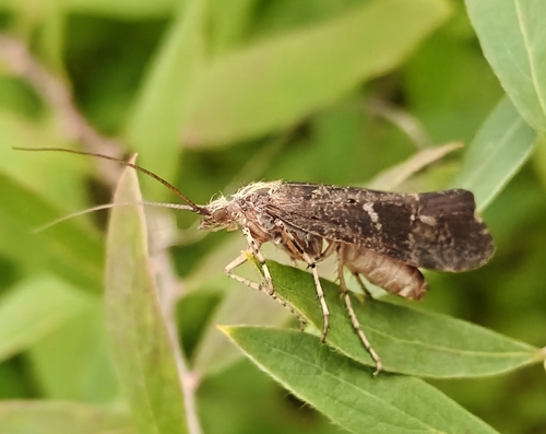 Mottled Sedge